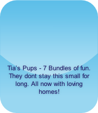 Tia’s Pups - 7 Bundles of fun. They dont stay this small for long. All now with loving homes!    
