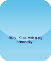 Riley - Cute, with a big personality !    
