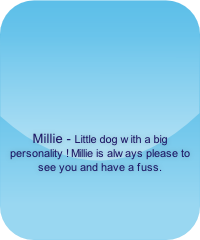 Millie - Little dog with a big personality ! Millie is always please to see you and have a fuss.
